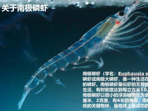 拾彩蓝水库南极磷虾油凝胶糖果